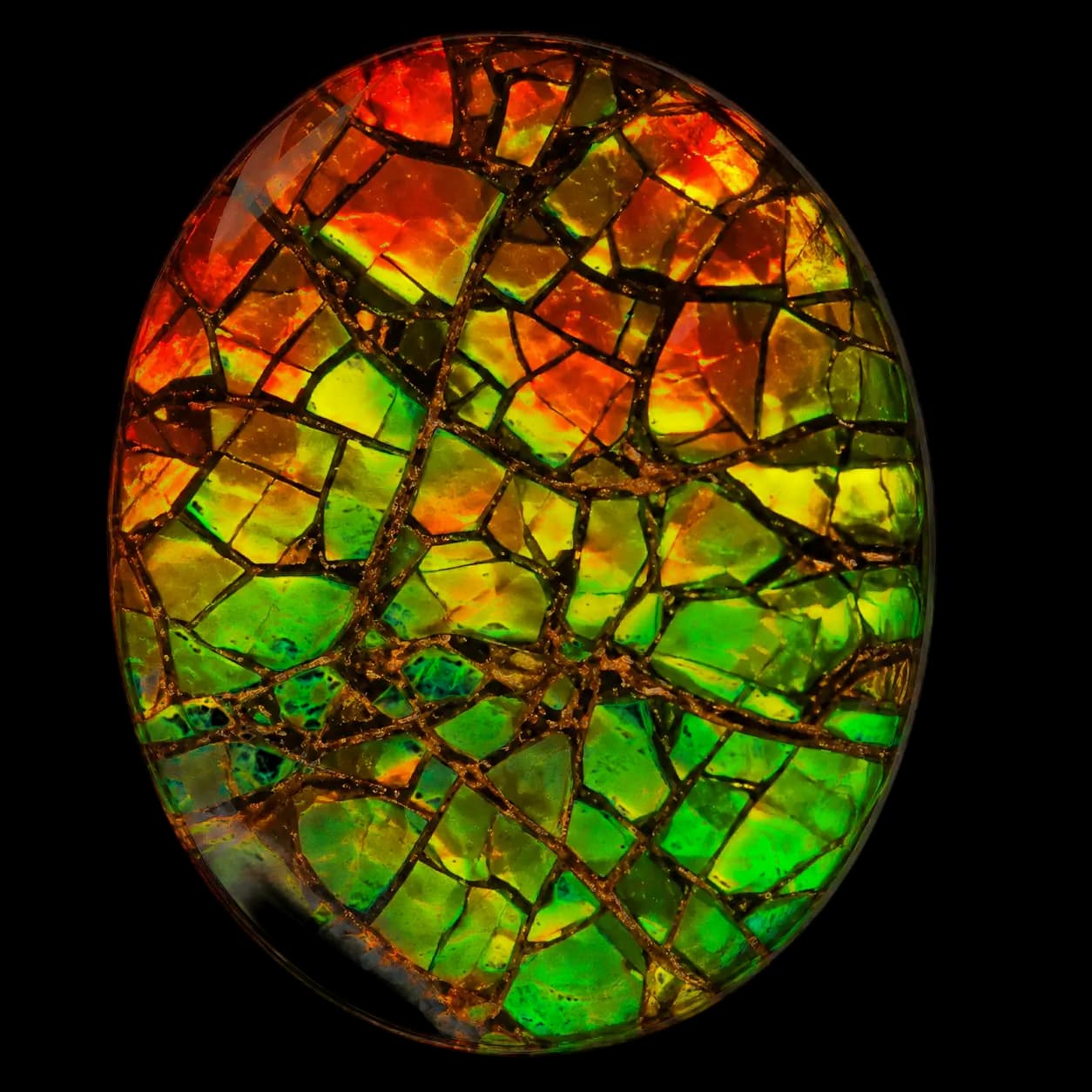 Ammolite