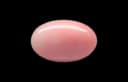 Japanese Angel Skin Coral
