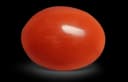 Japanese Red Coral